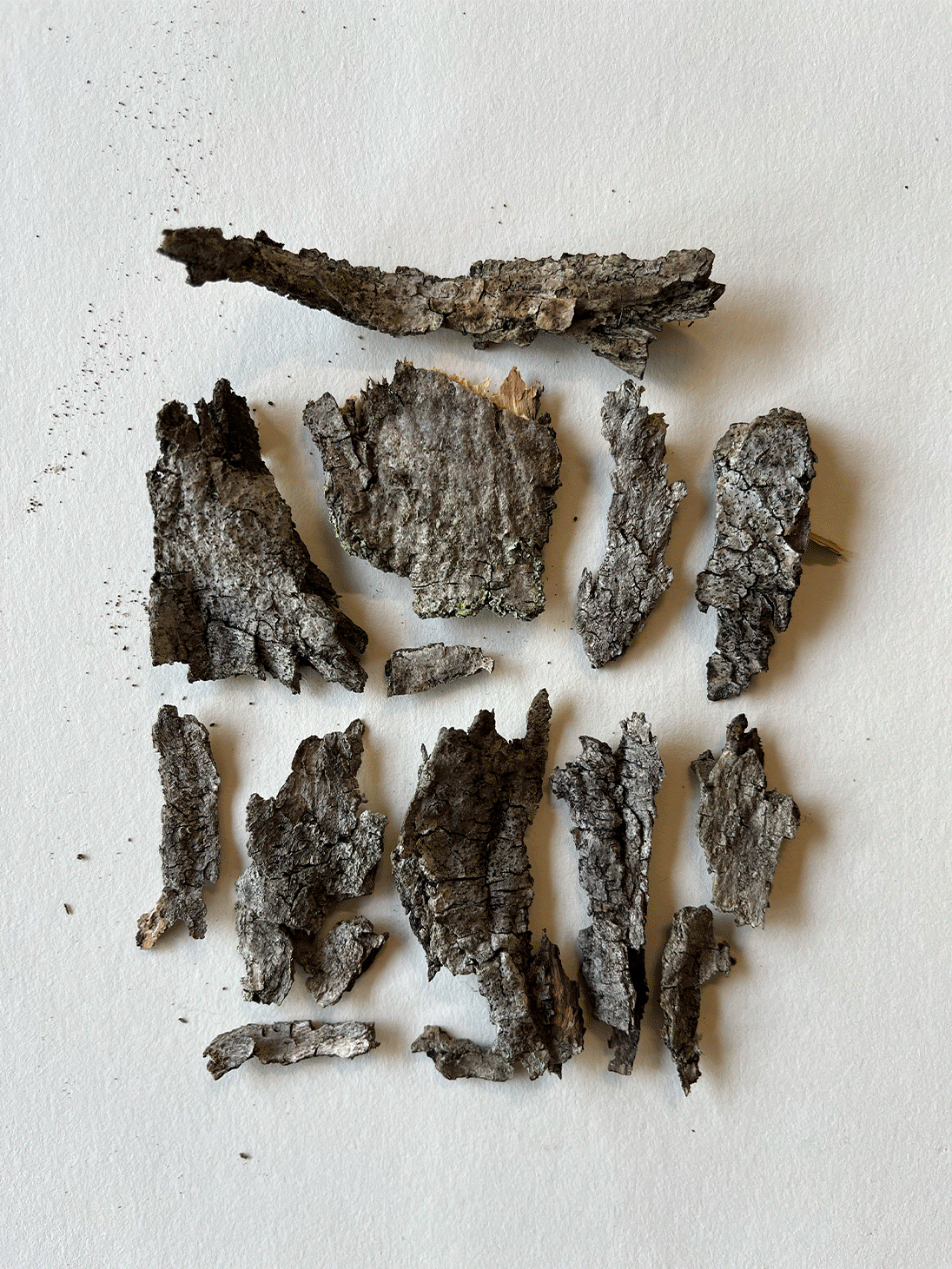 Olive tree bark pieces and leaves.